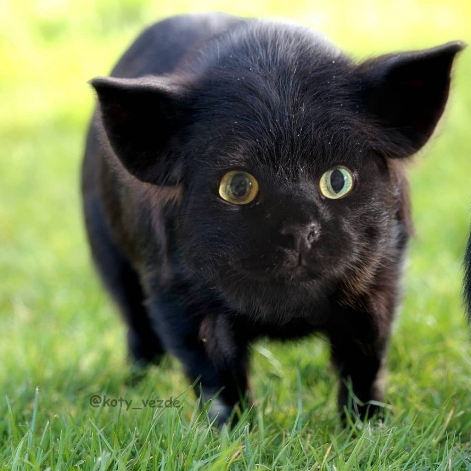 Гибриды кошек