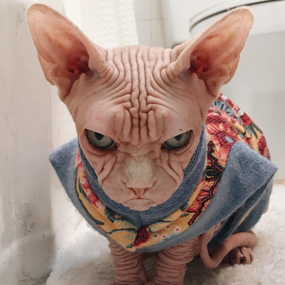 Смешной лысый кот