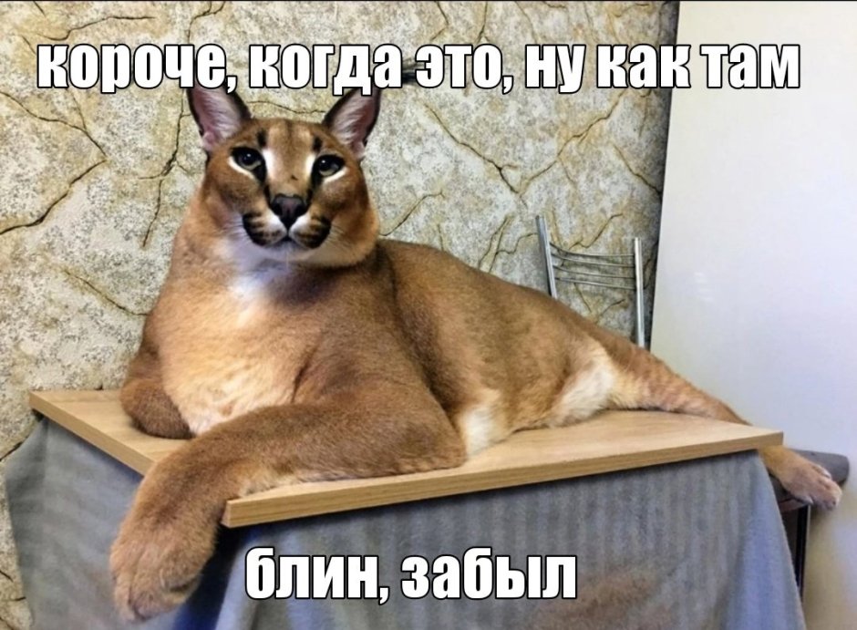 Каракал Гоша