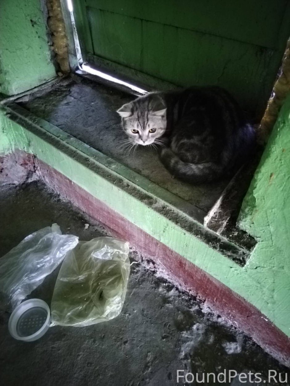 Оцелот, онцилла, Маргай