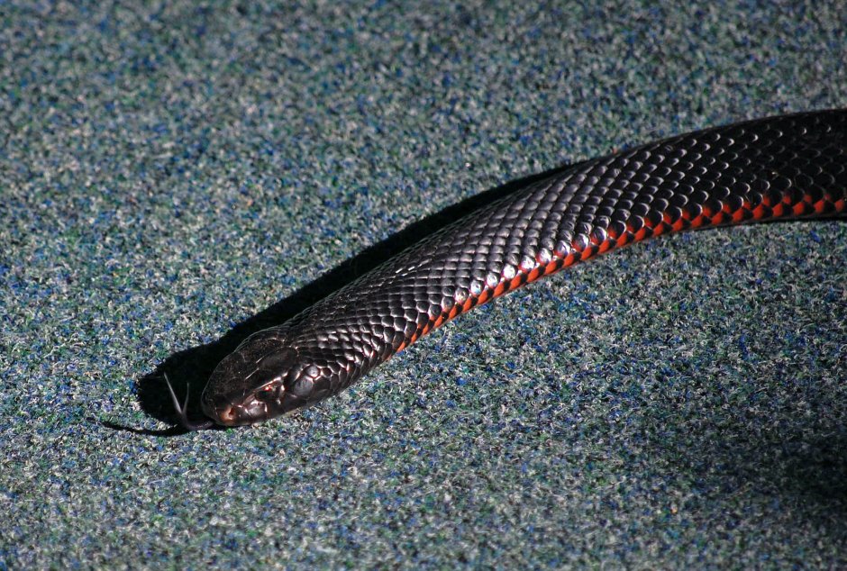 Pseudechis porphyriacus