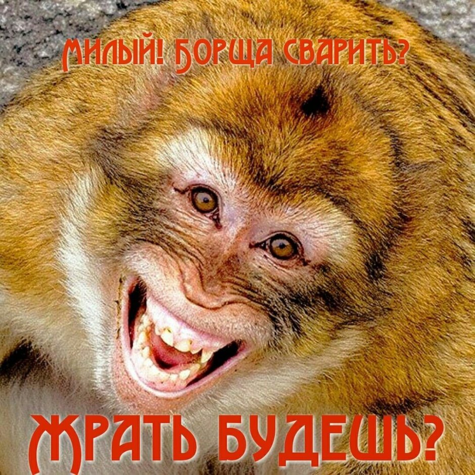 Обезьяна улыбается