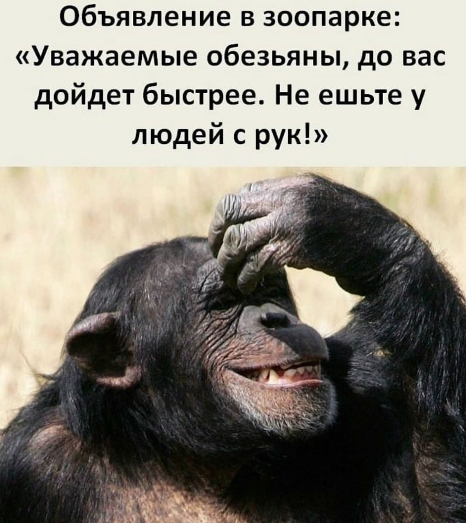 Обезьяна смеется