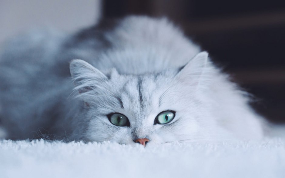 Белый котёнок с голубыми глазами