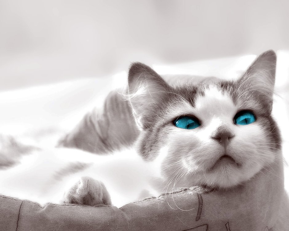Кошки с глупыми глазами