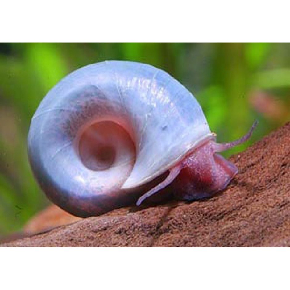 Planorbella duryi