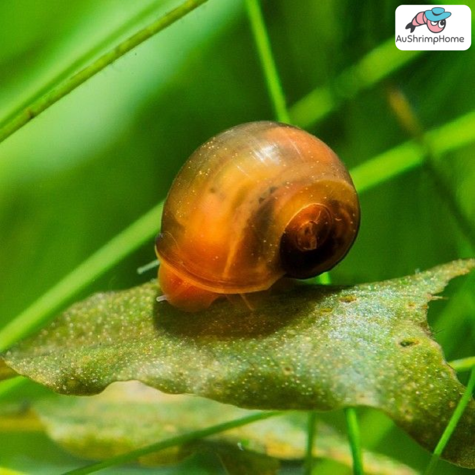 Ramshorn Snail улитка катушка