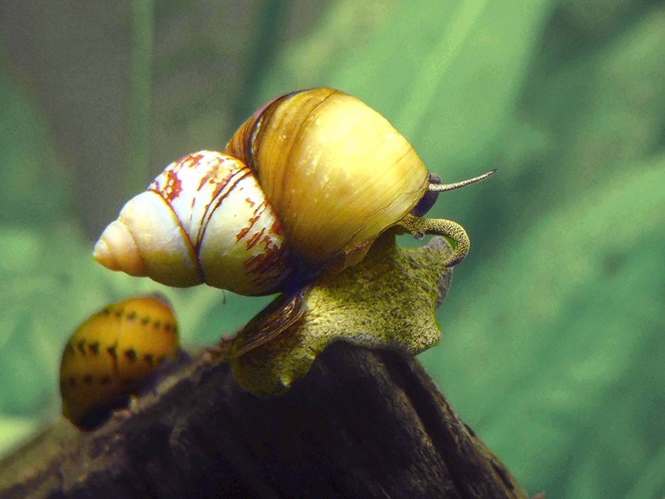 Trapdoor Snail