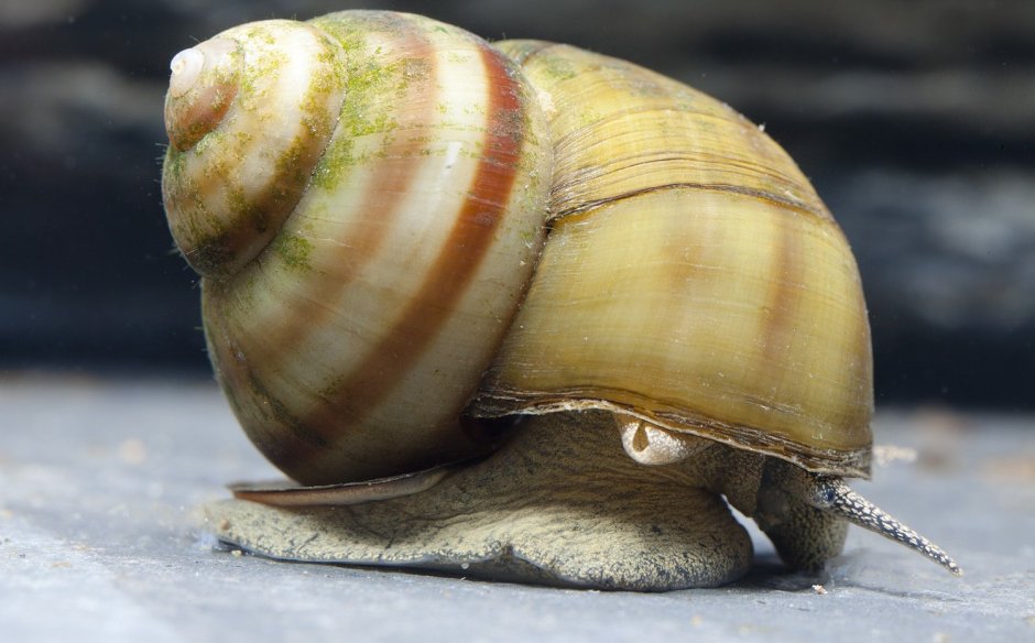 Viviparus viviparus