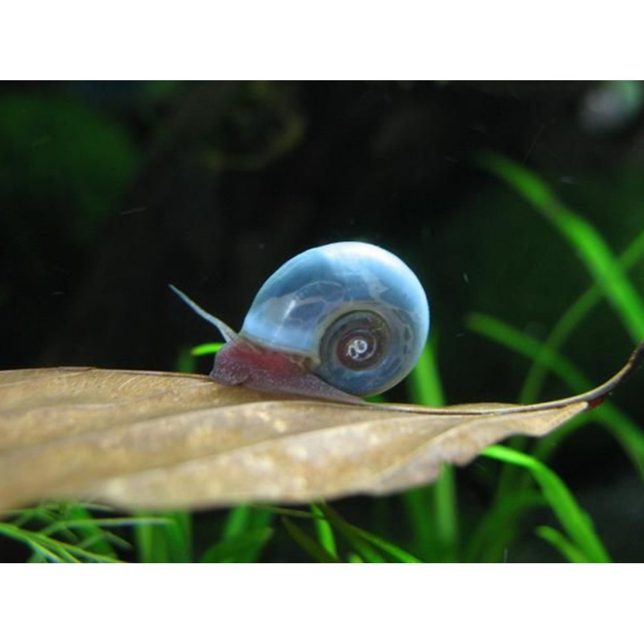Роговая катушка – Planorbis corneus