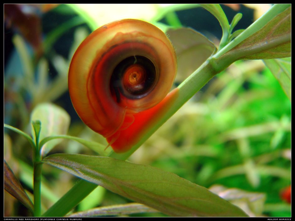 Улитка катушка Planorbis