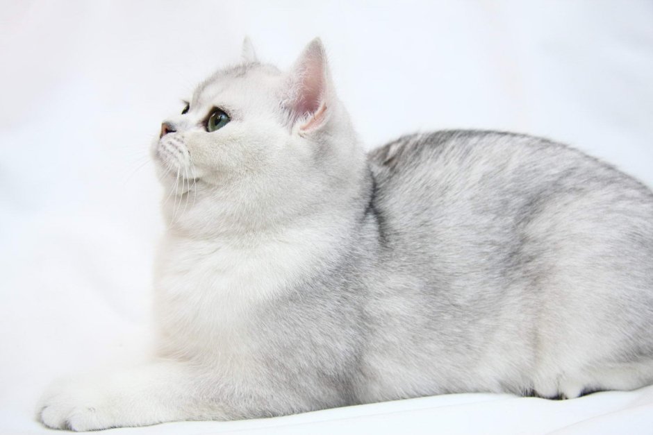 Британская короткошёрстная шиншилла