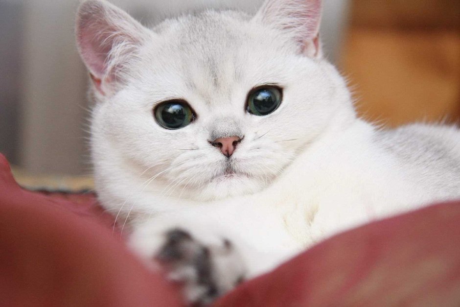 Шиншилла кошка