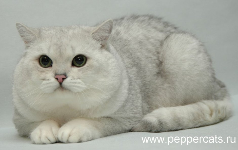 Британская Королевская шиншилла
