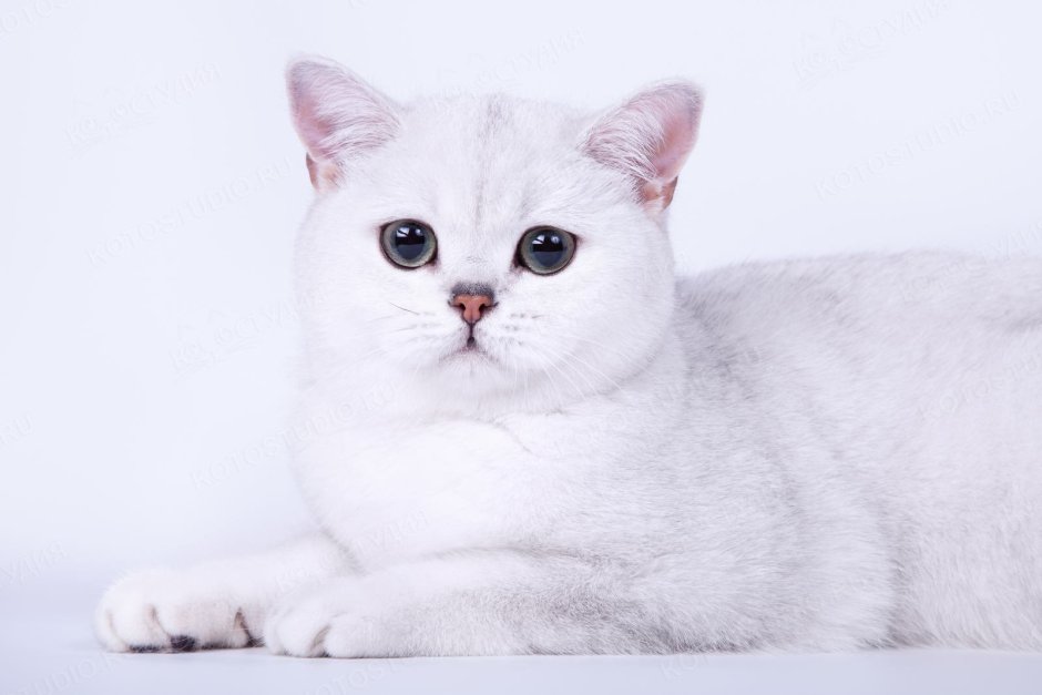 Шотландская шиншилла