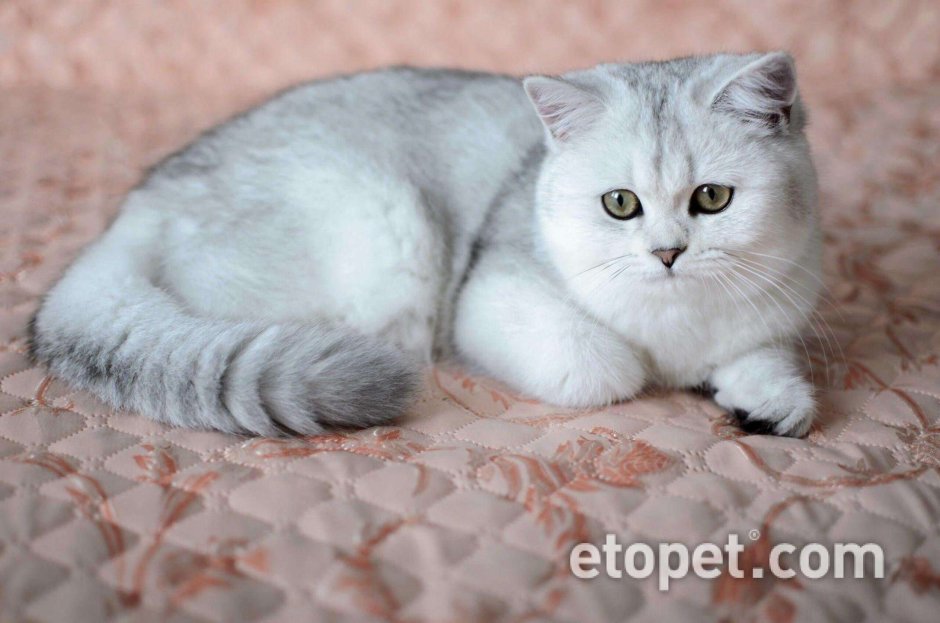 Британская шиншилла серебристая затушеванная