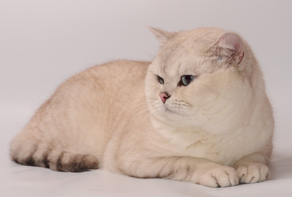 Бурмилла шиншилла