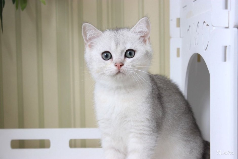 Серебристая шиншилла кот