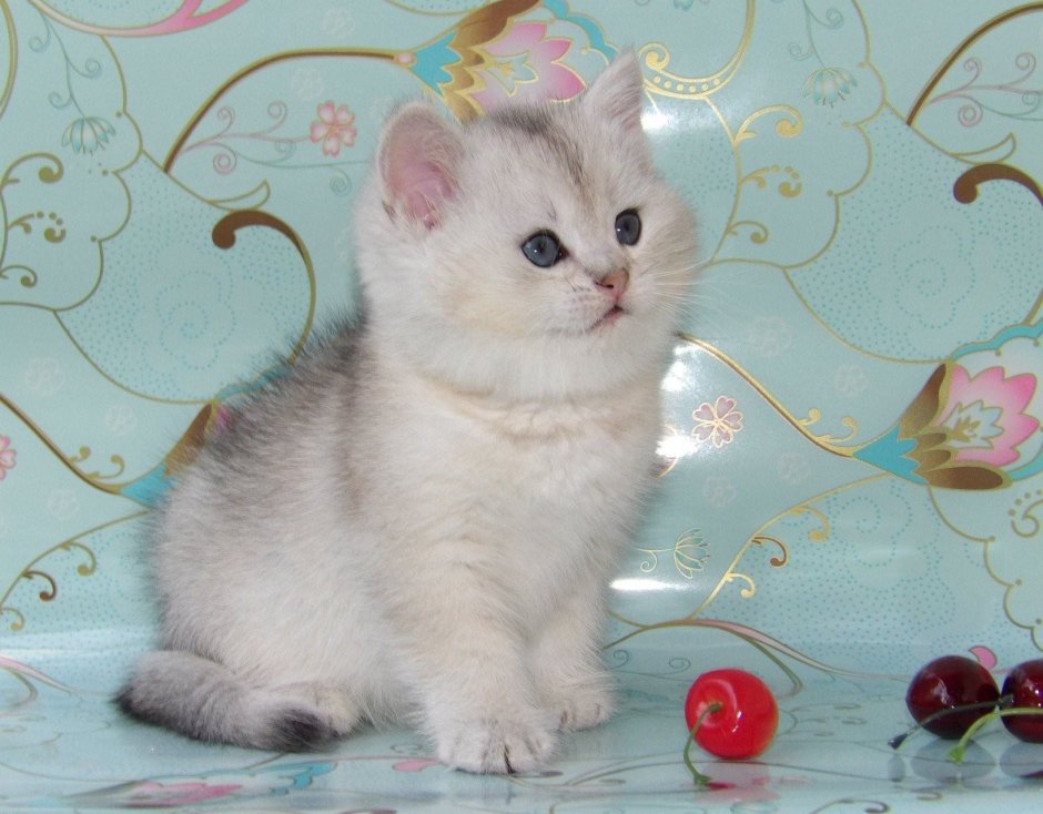 Шотландская серебристая шиншилла