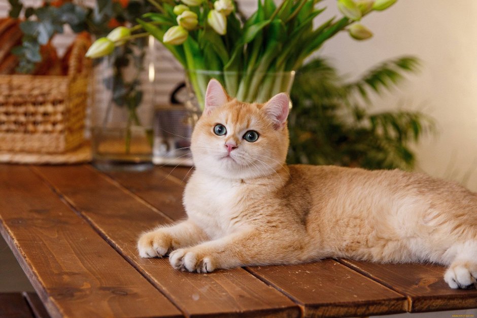 Британская кошка Золотая шиншилла