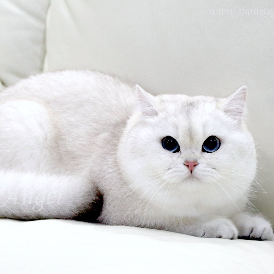 Британская шиншилла белая