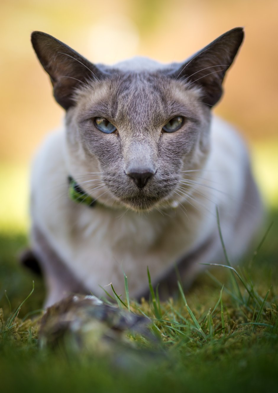 Морда кота