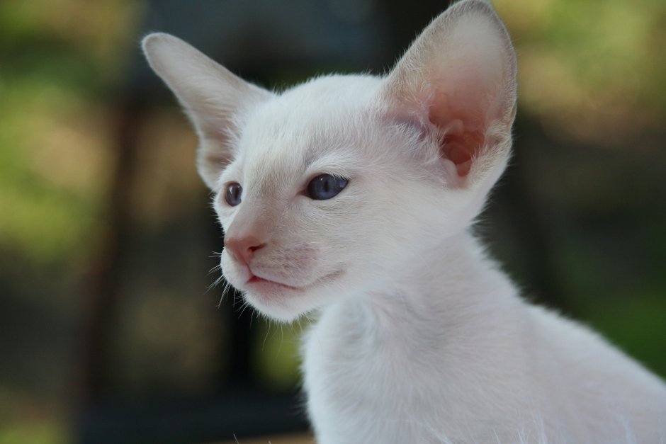 Абиссинская кошка альбинос