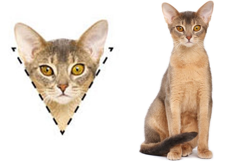 Кошка с треугольной мордой