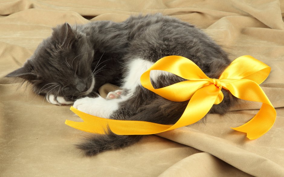 Котенок с бантиком