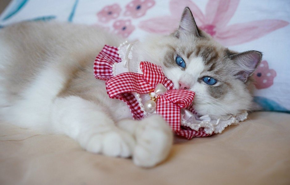 Котенок с бантиком