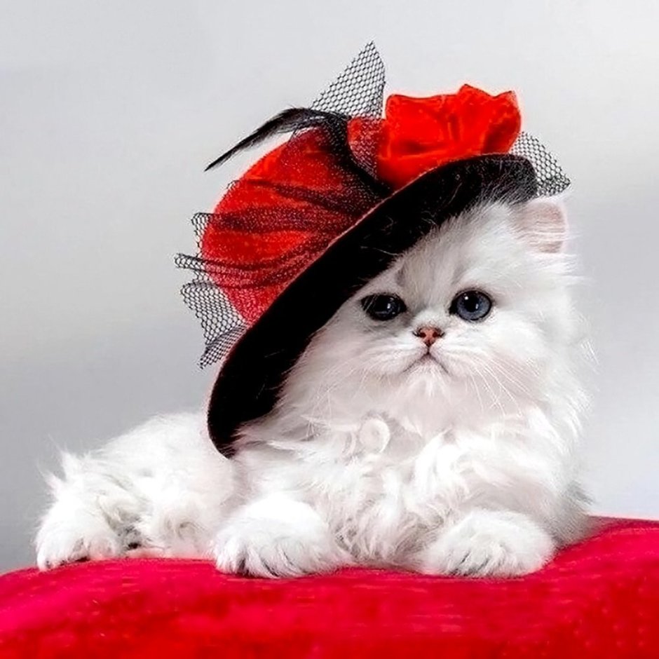 Кляп для кошек