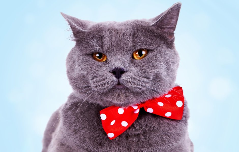 Котик с бантиком
