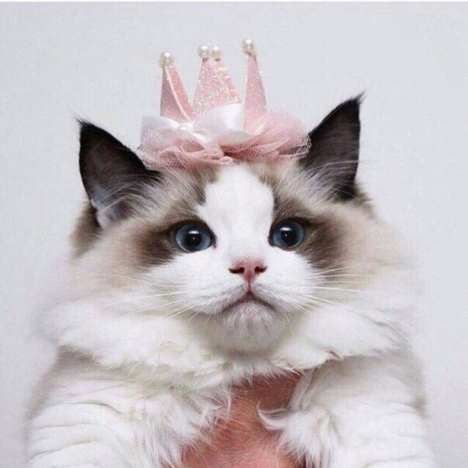 Котик с короной