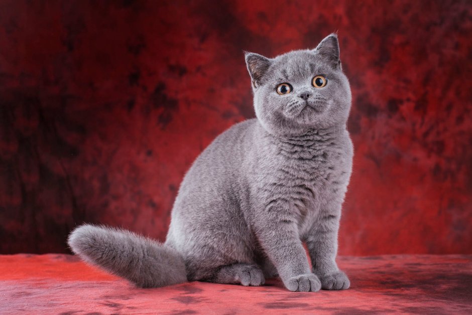 Британская короткошёрстная кошка