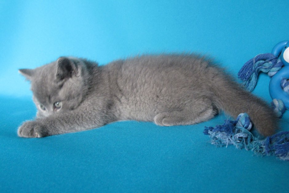 Шотландская голубая кошка прямоухая