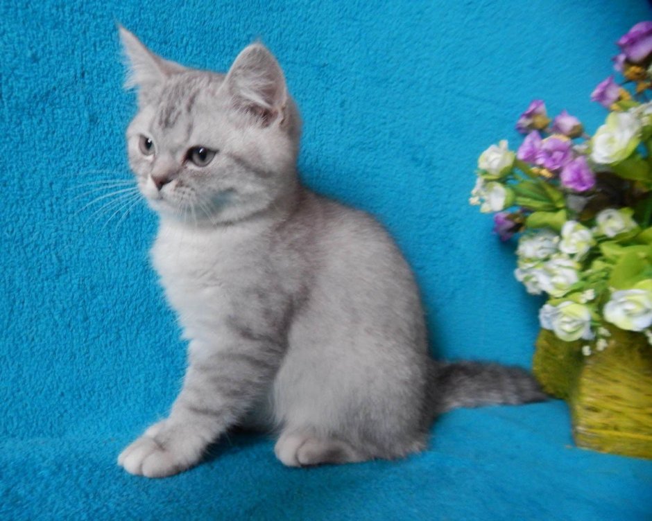 Скоттиш страйт голубой мрамор