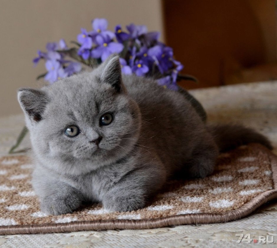 Шотландская короткошерстная шиншилла