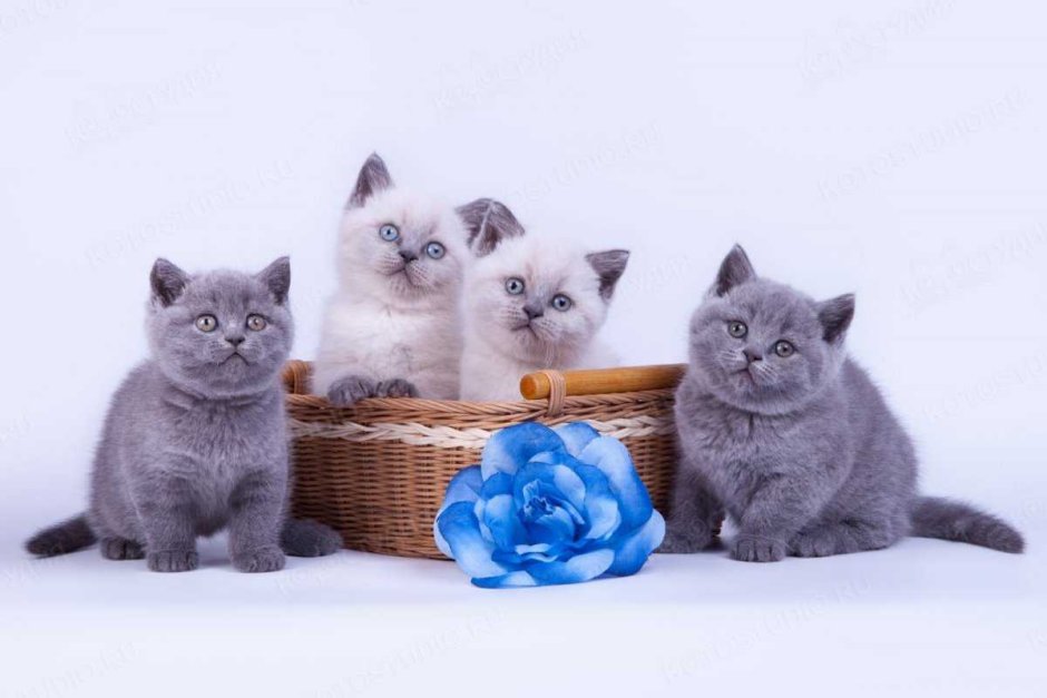 Королевские котята британцы