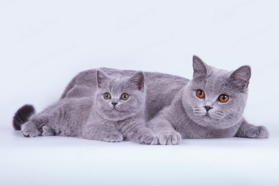 Британская короткошерстная кошка кот