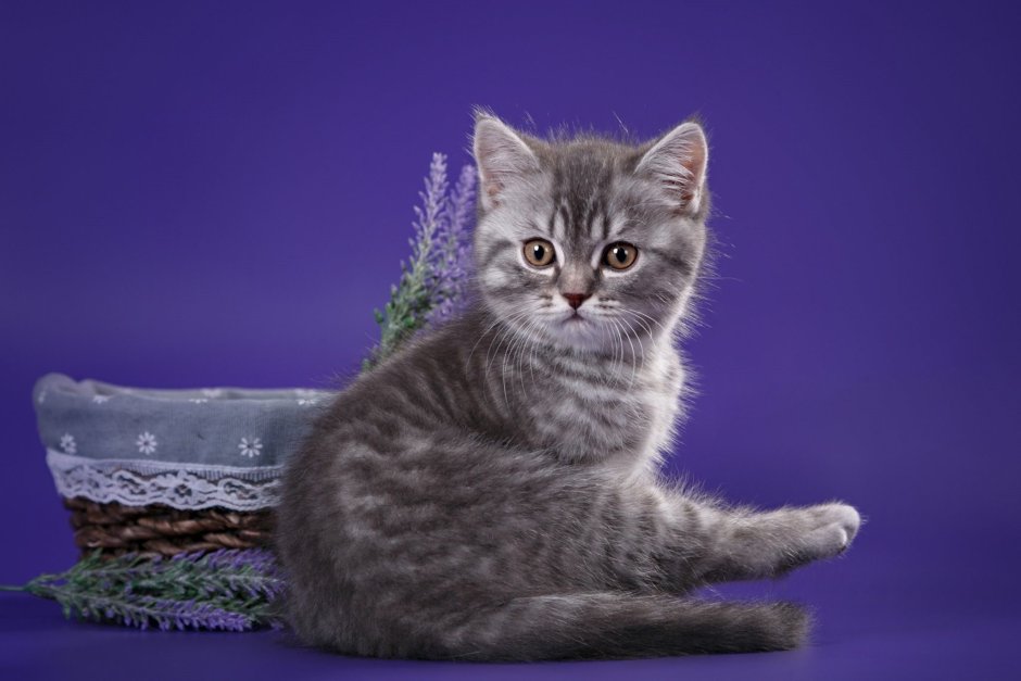 Шотландский скоттиш страйт
