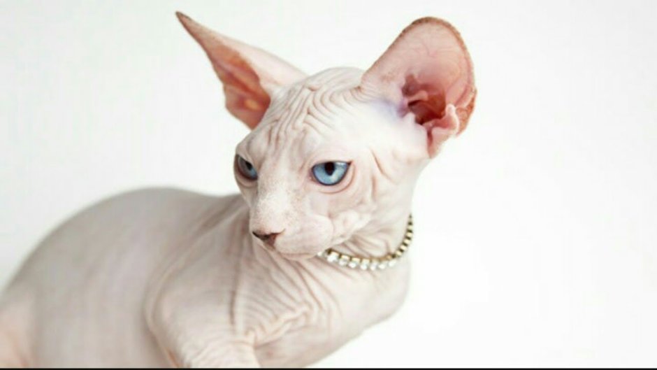 Сфинкс кошка альбинос
