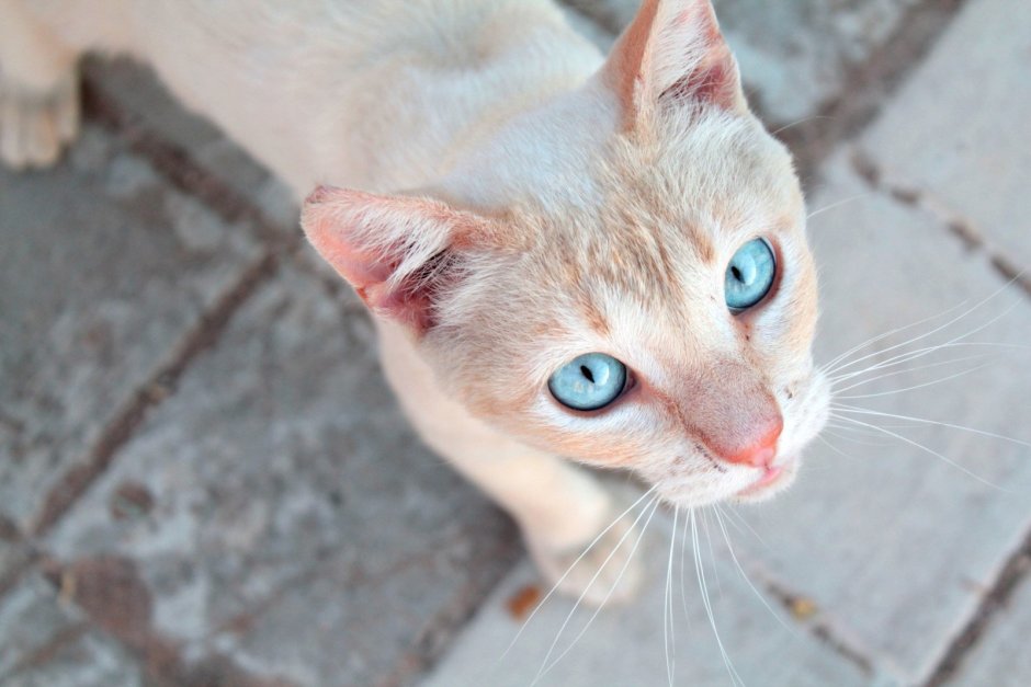 Охос азулес кот