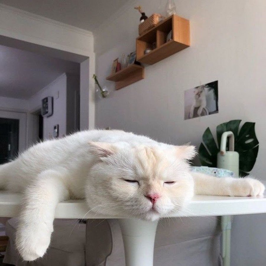 Самый ленивый кот в мире