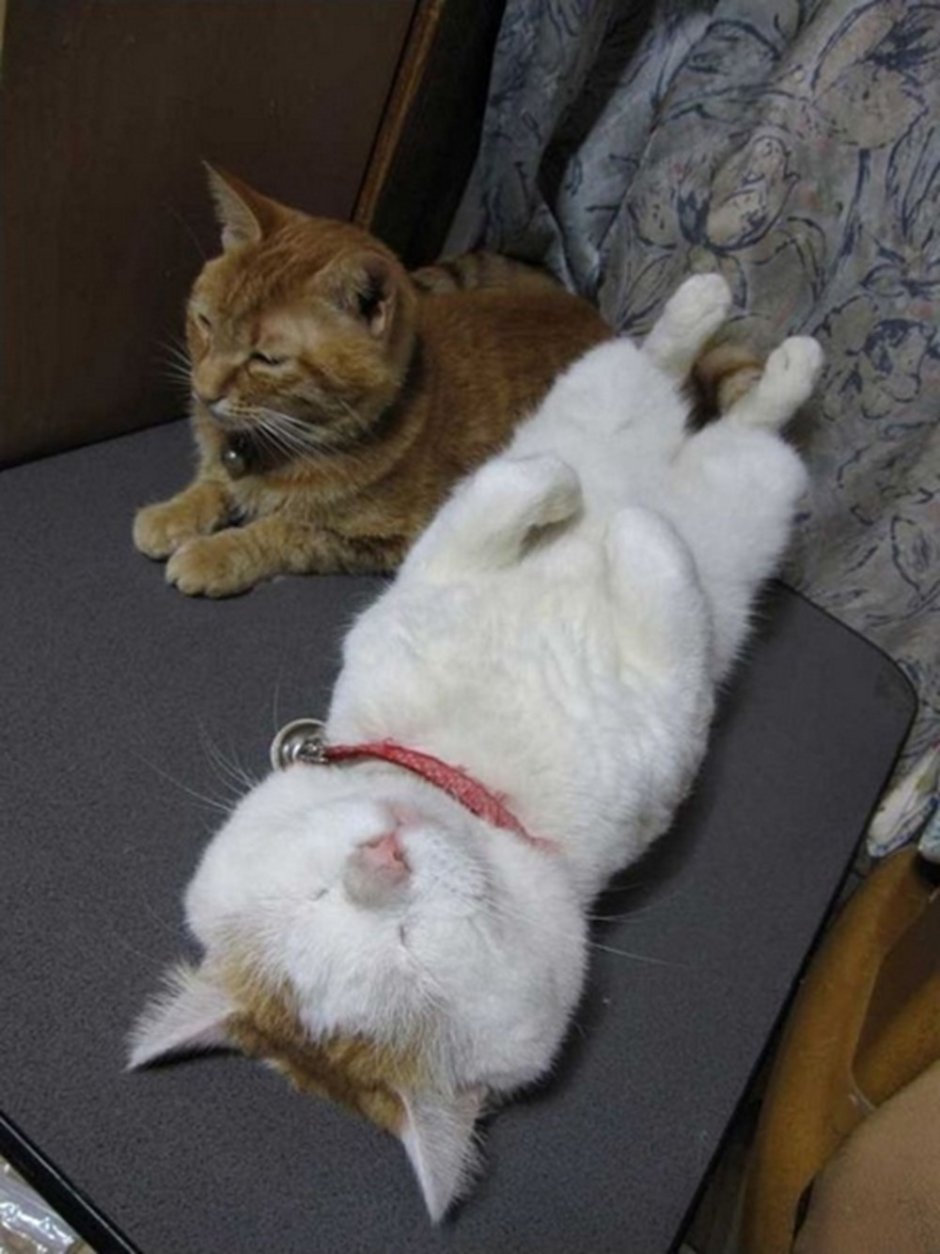 Кот расслабился