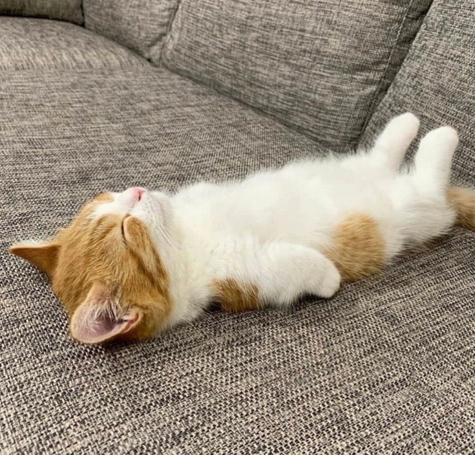 Спящие коты