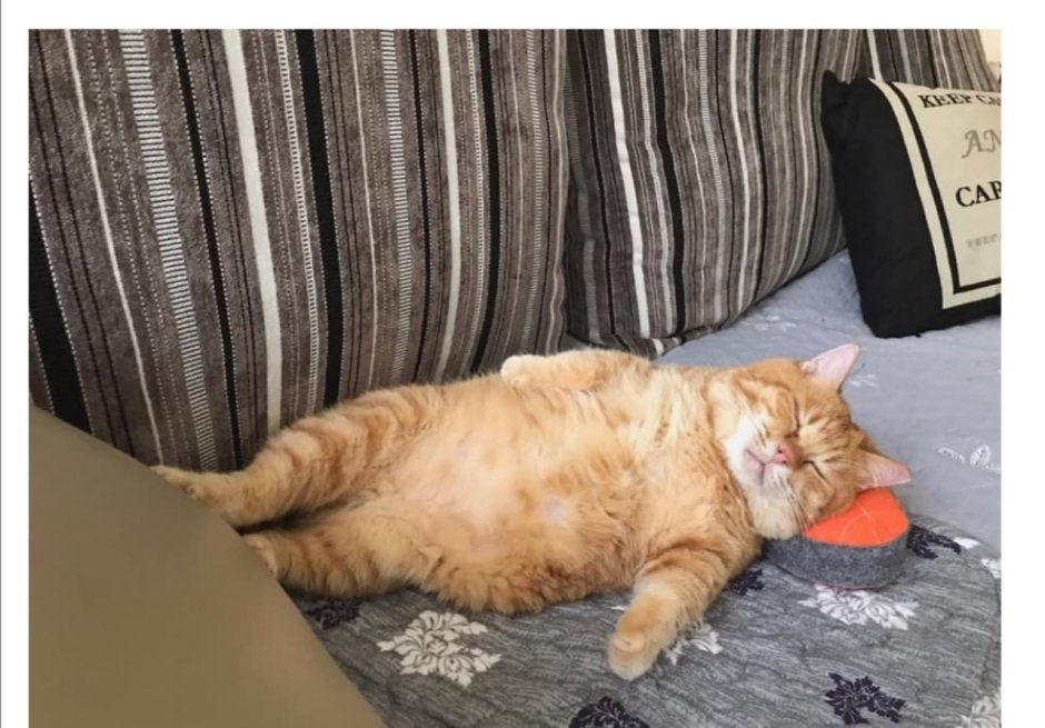 Толстый рыжий кот