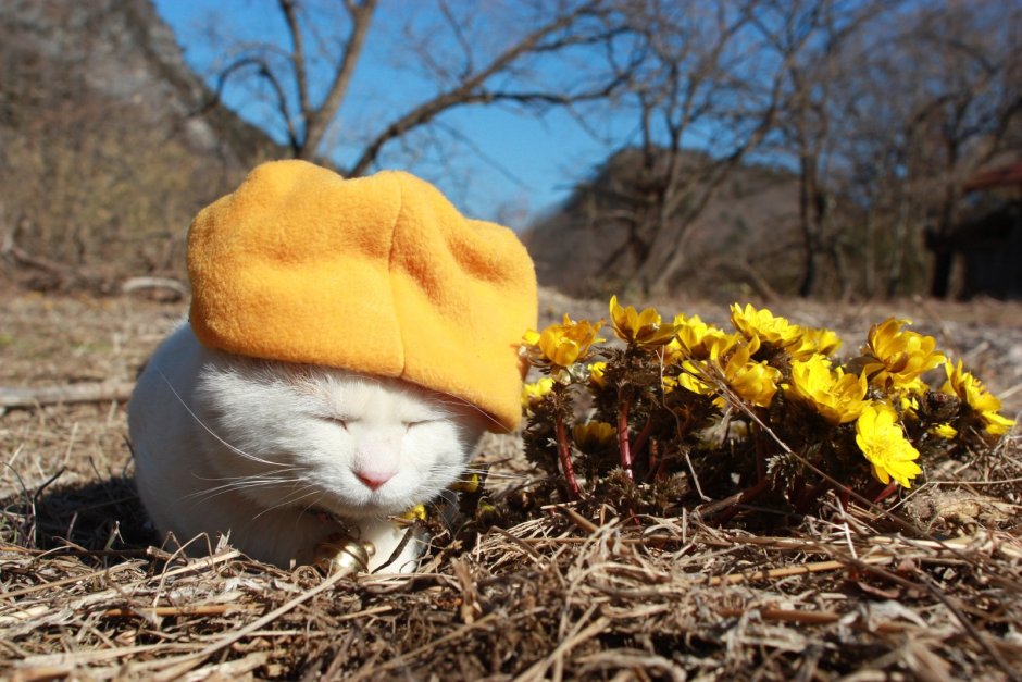 Широнеко кот фото с капустным листом на пеньке