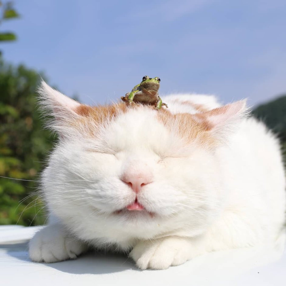 Спокойствие кот