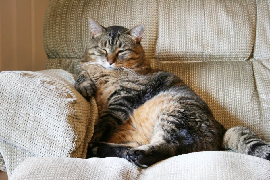 Коты на диване