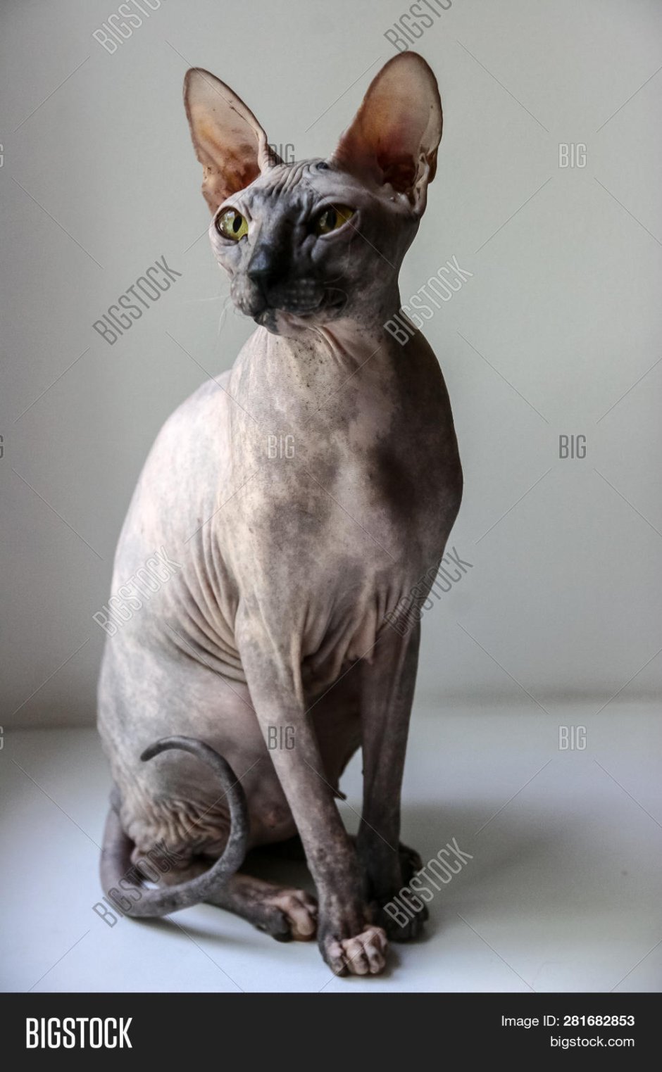Египетский сфинкс кот